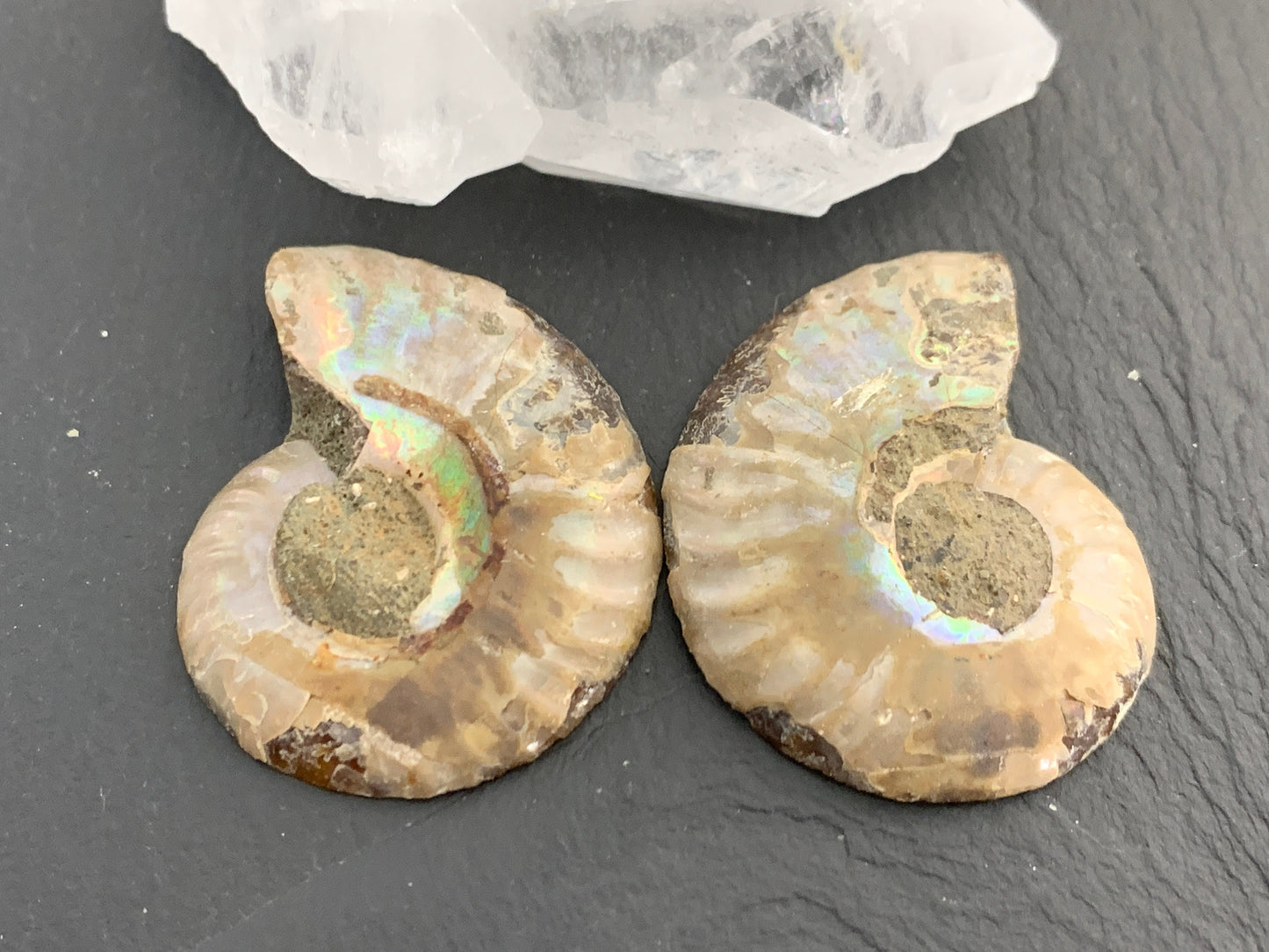 Ammonite from Madagascar 38mm (1.5 inches) long