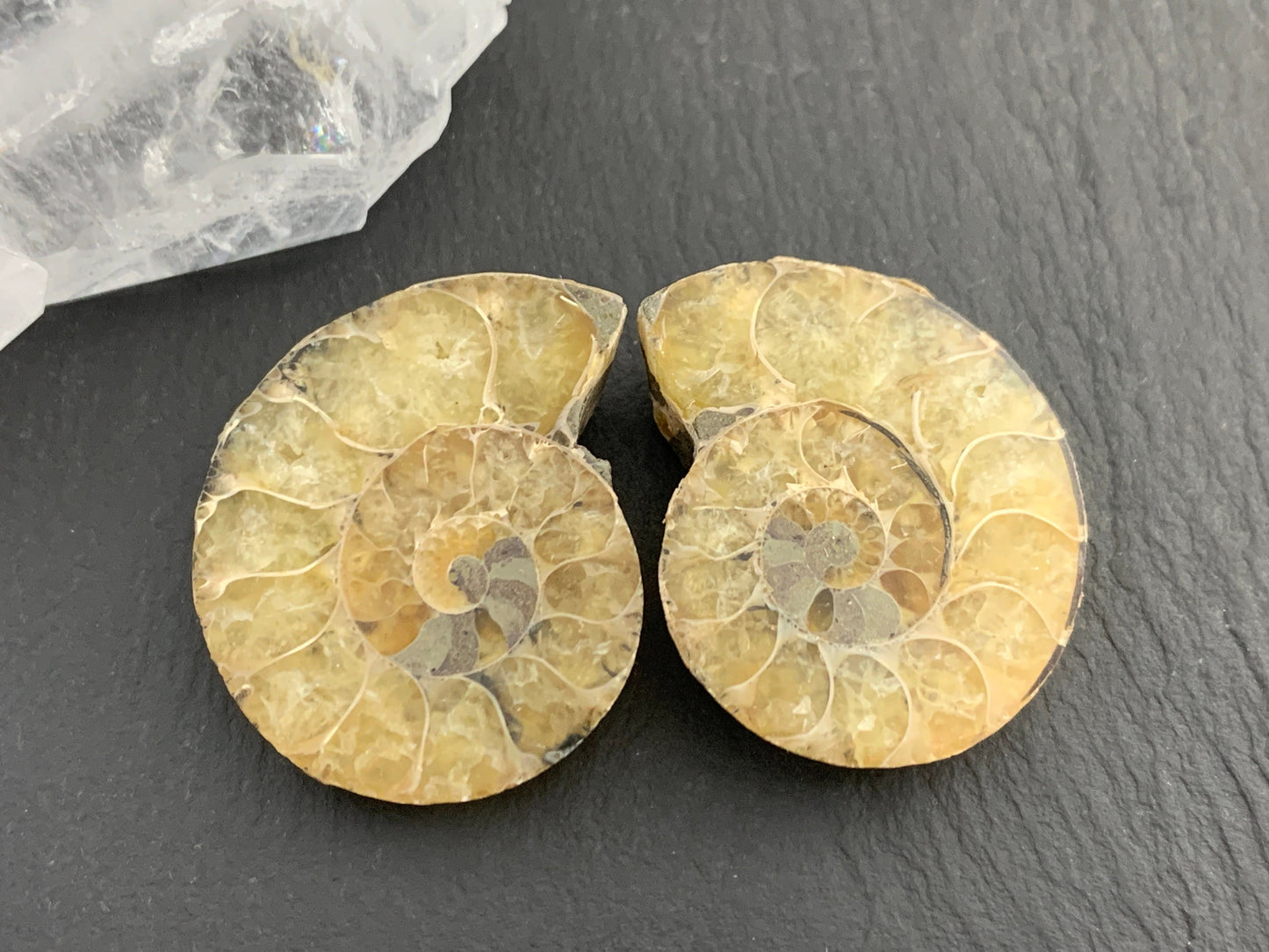 Ammonite from Madagascar 32mm (1.25 inches) long