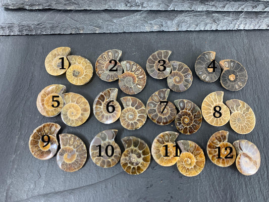 Ammonite 21-23mm Long - Pick your pair - Ammonite from Madagascar