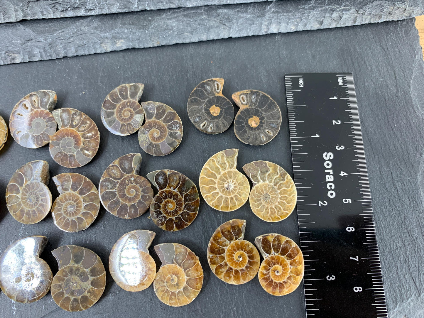 Ammonite 21-23mm Long - Pick your pair - Ammonite from Madagascar