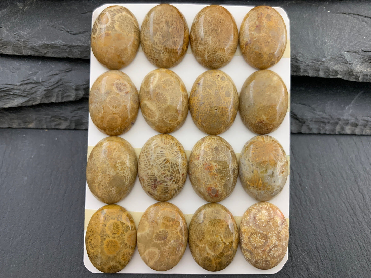 Petrified Coral oval 15x20mm cabochon - Calibrated cabochons