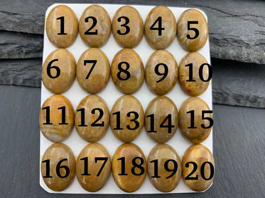 Petrified Coral oval 13x18mm cabochon - Calibrated cabochons