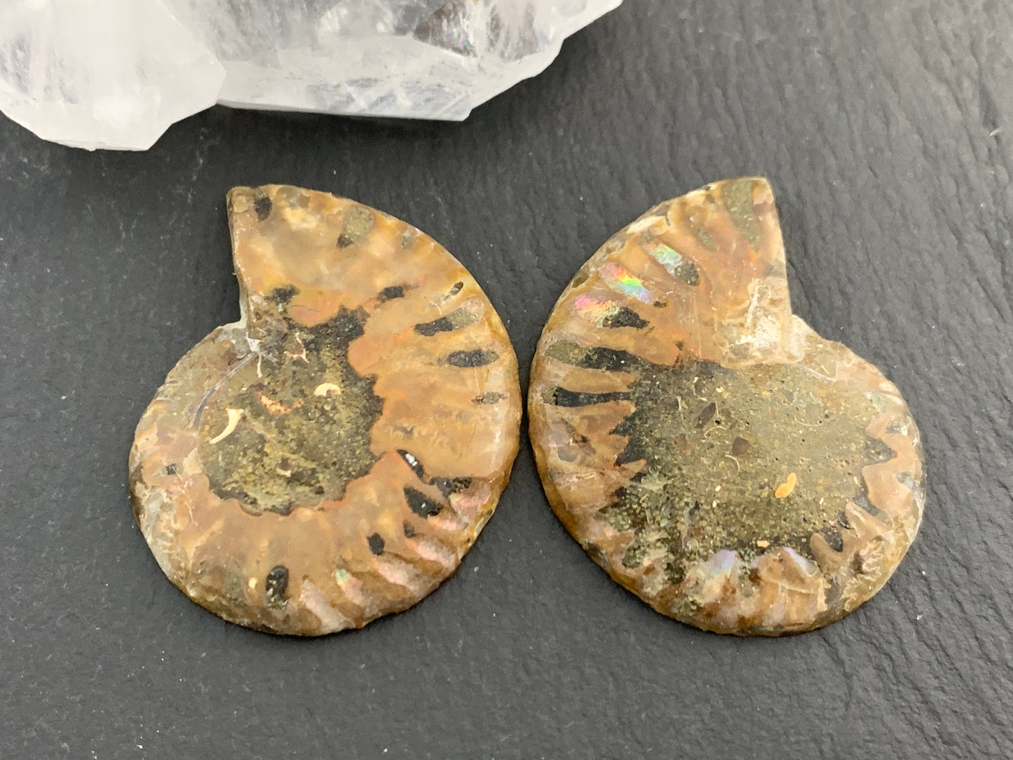 Ammonite from Madagascar 37mm (1.5 inches) long