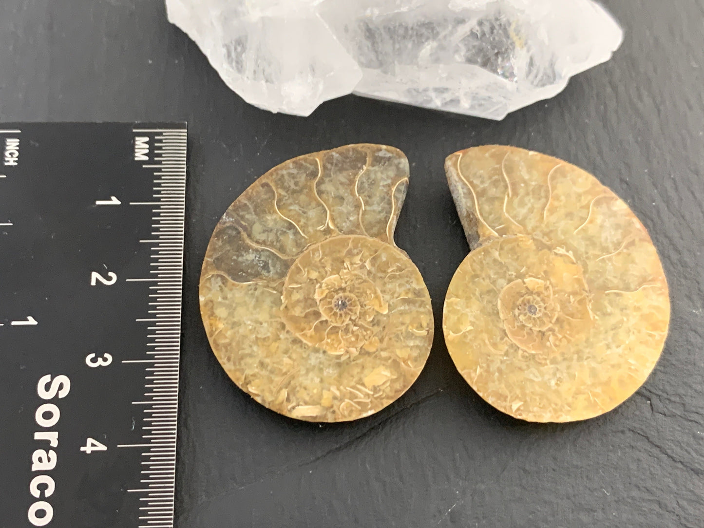 Ammonite from Madagascar 35mm (1.4 inches) long