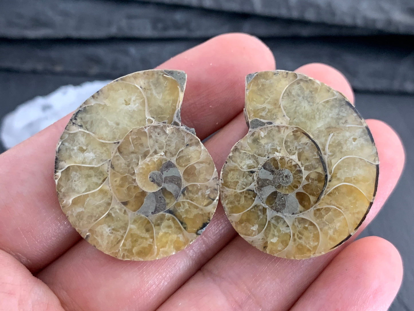 Ammonite from Madagascar 32mm (1.25 inches) long
