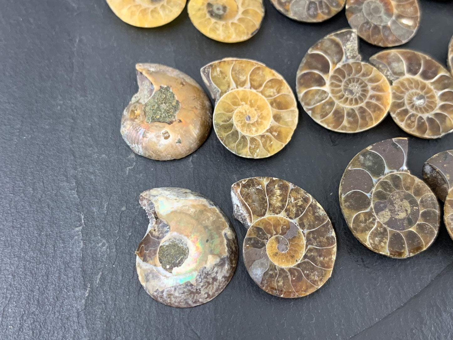 Ammonite 21-23mm Long - Pick your pair - Ammonite from Madagascar