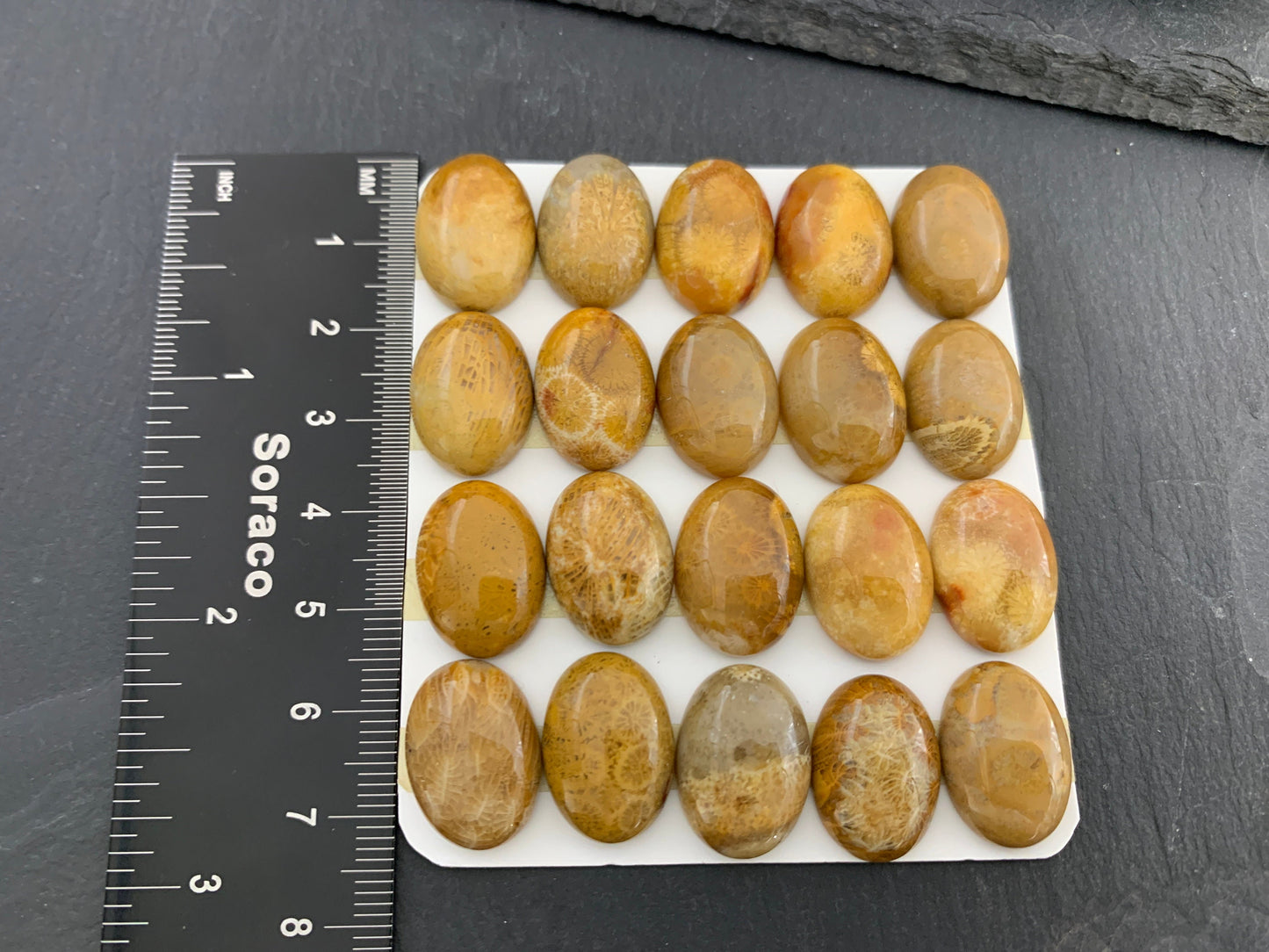 Petrified Coral oval 13x18mm cabochon