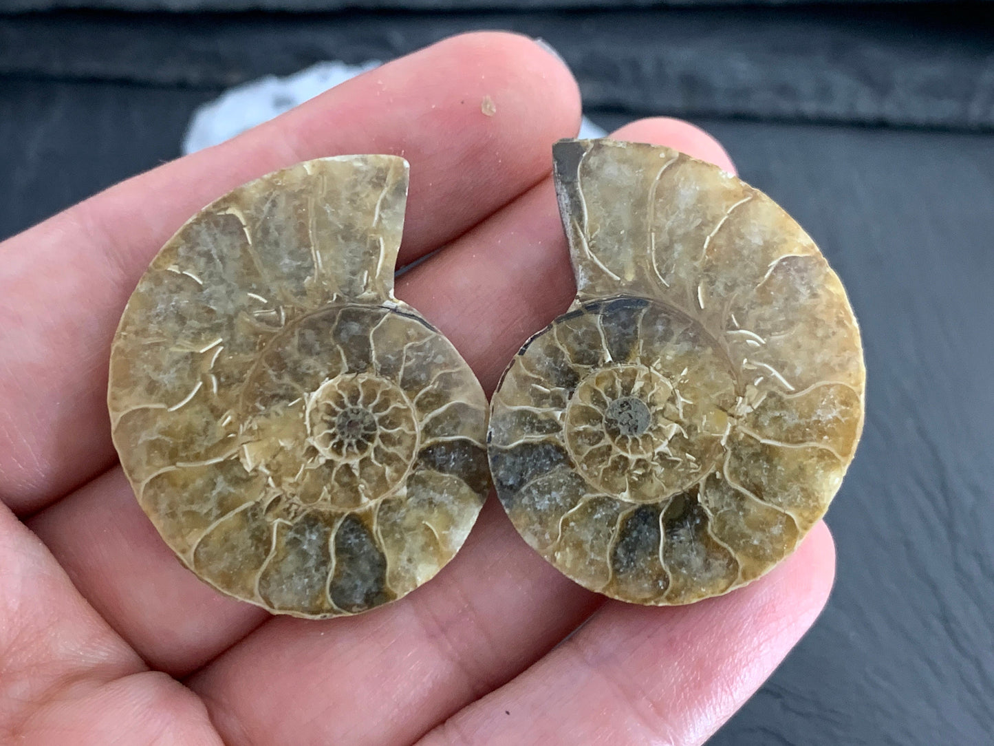 Ammonite from Madagascar 37mm (1.5 inches) long