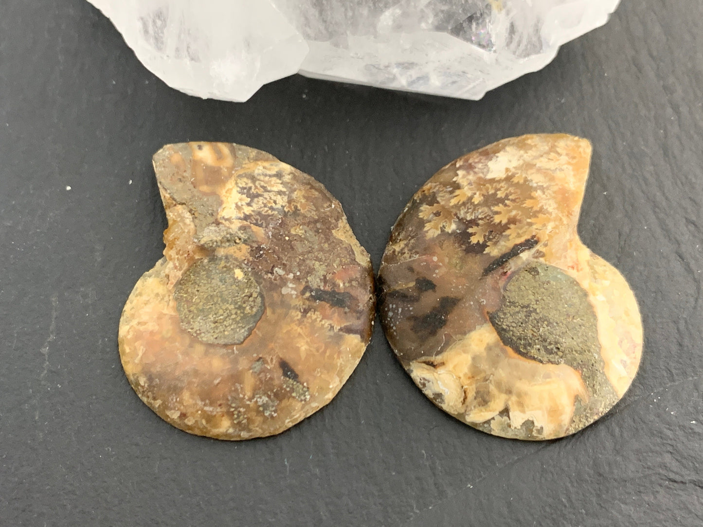 Ammonite from Madagascar 32 mm Long