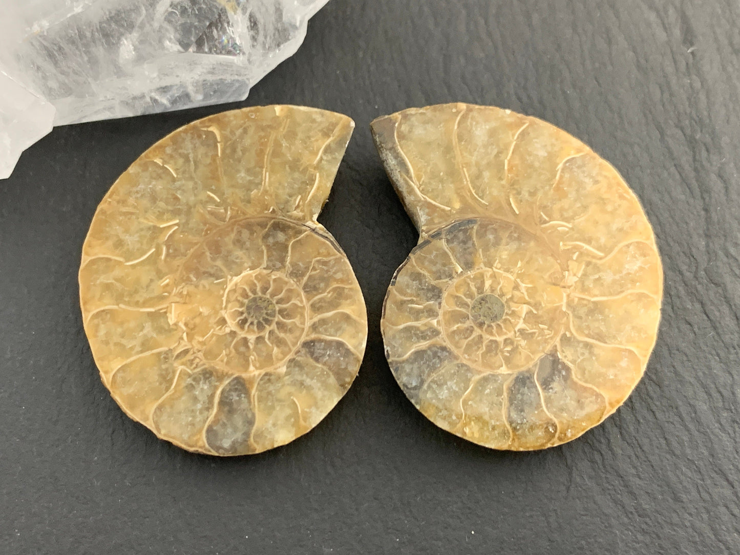 Ammonite from Madagascar 37mm (1.5 inches) long