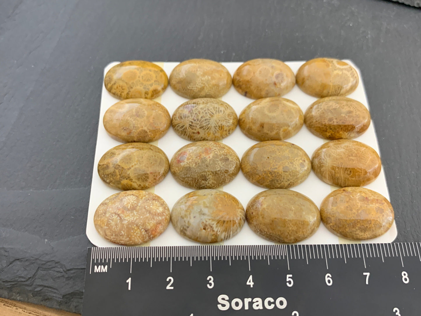 Petrified Coral oval 15x20mm cabochon - Calibrated cabochons