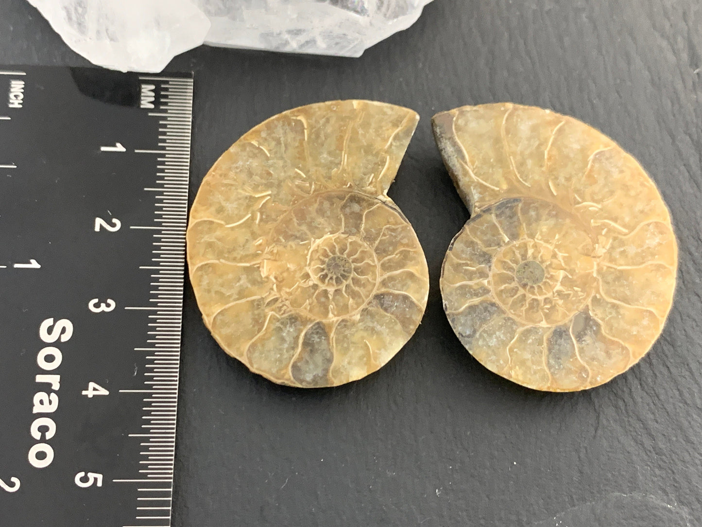 Ammonite from Madagascar 37mm (1.5 inches) long