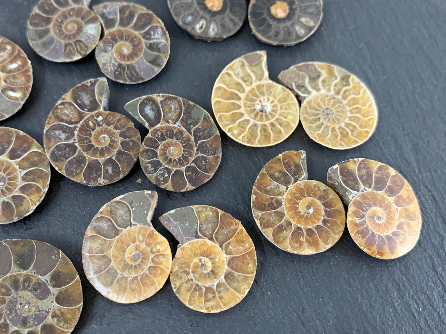 Ammonite 21-23mm Long - Pick your pair - Ammonite from Madagascar