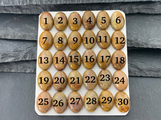 Petrified Coral oval 10x14mm cabochon - Calibrated cabochons