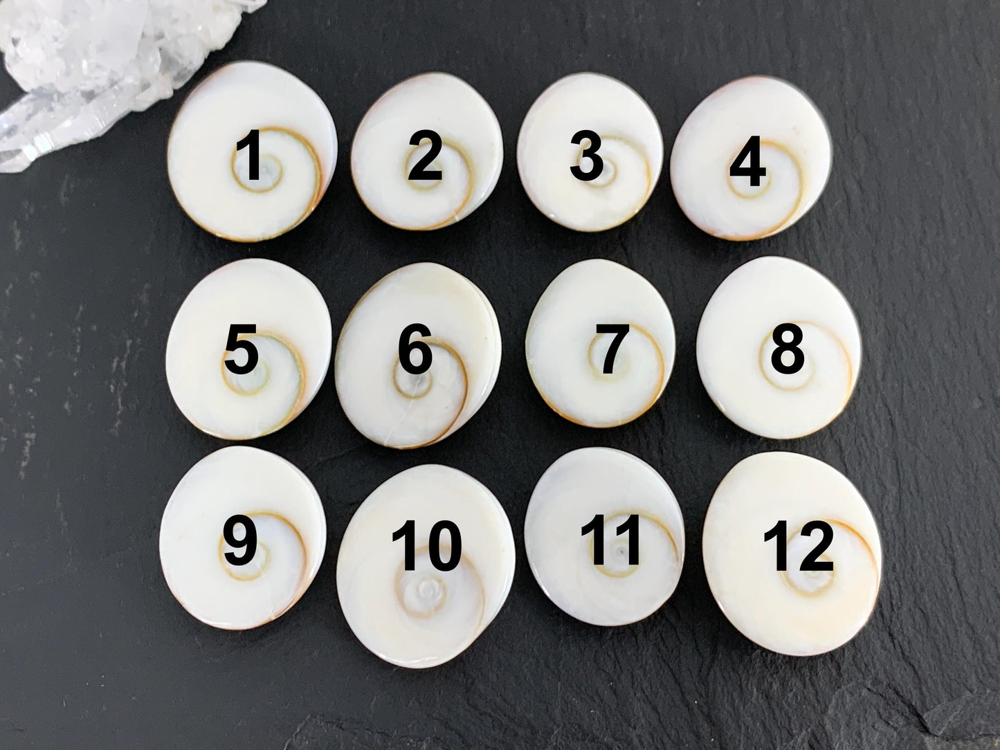 Natural Shiva Eye Shell Cabochons • White Spiral Operculum Shells