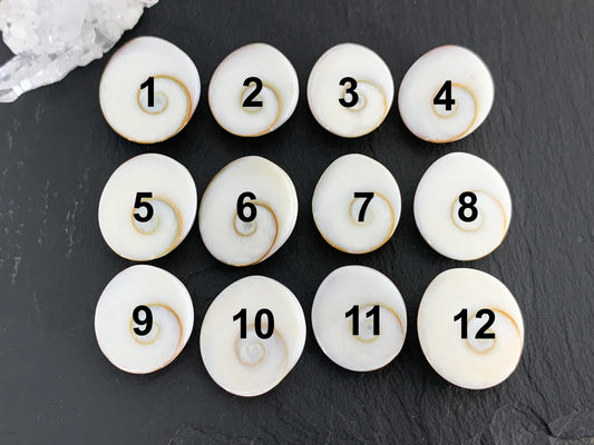 Natural Shiva Eye Shell Cabochons • White Spiral Operculum Shells