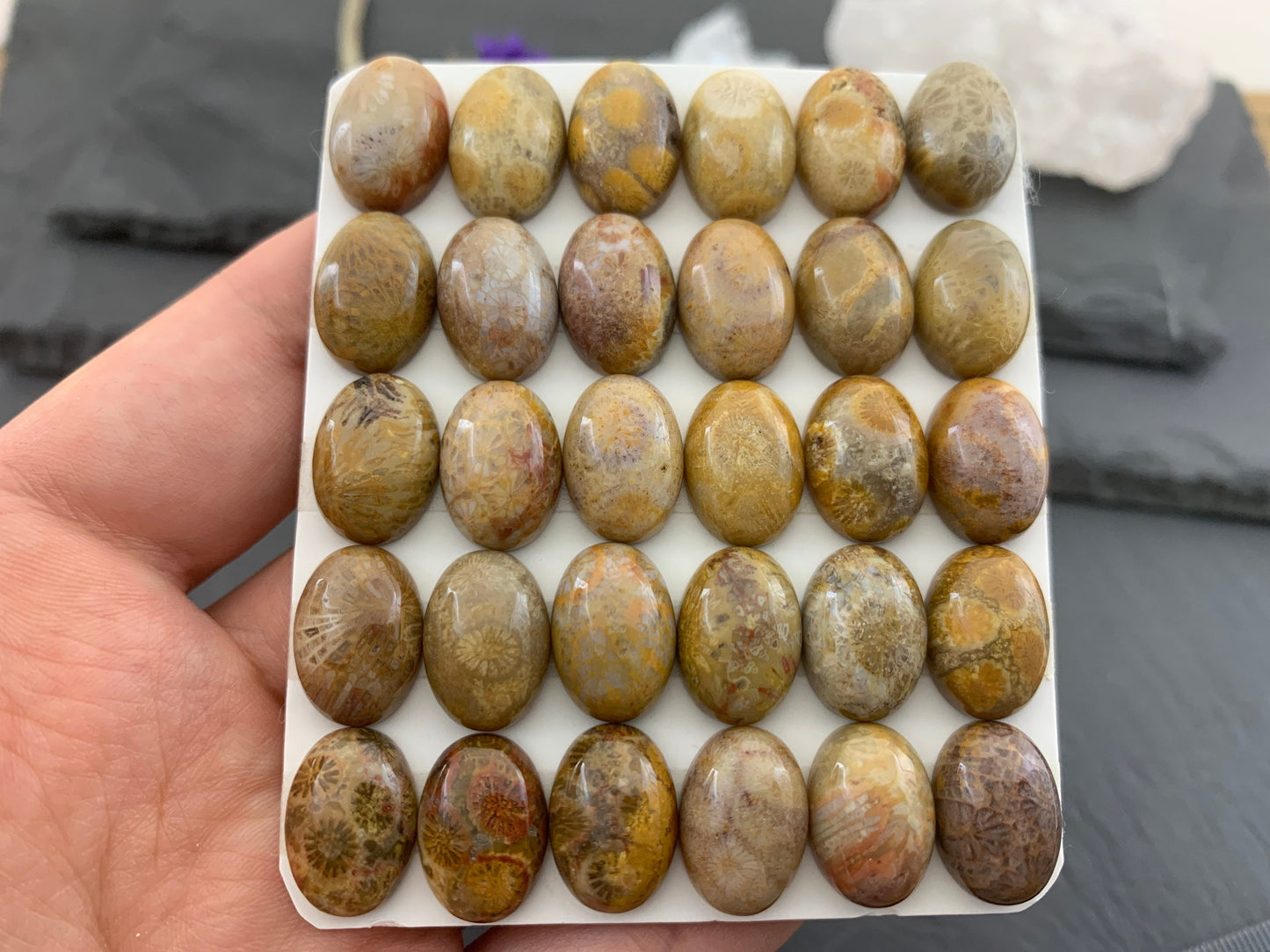 Petrified Coral oval 10x14mm cabochon - Calibrated cabochons