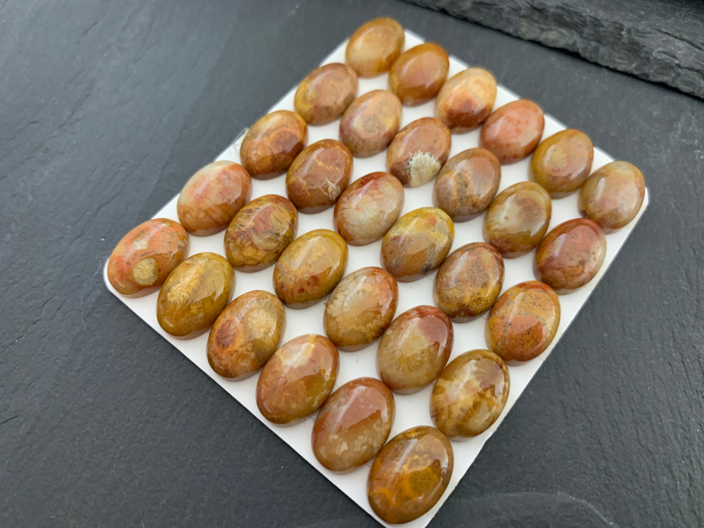 Petrified Coral oval 10x14mm cabochon - Calibrated cabochons