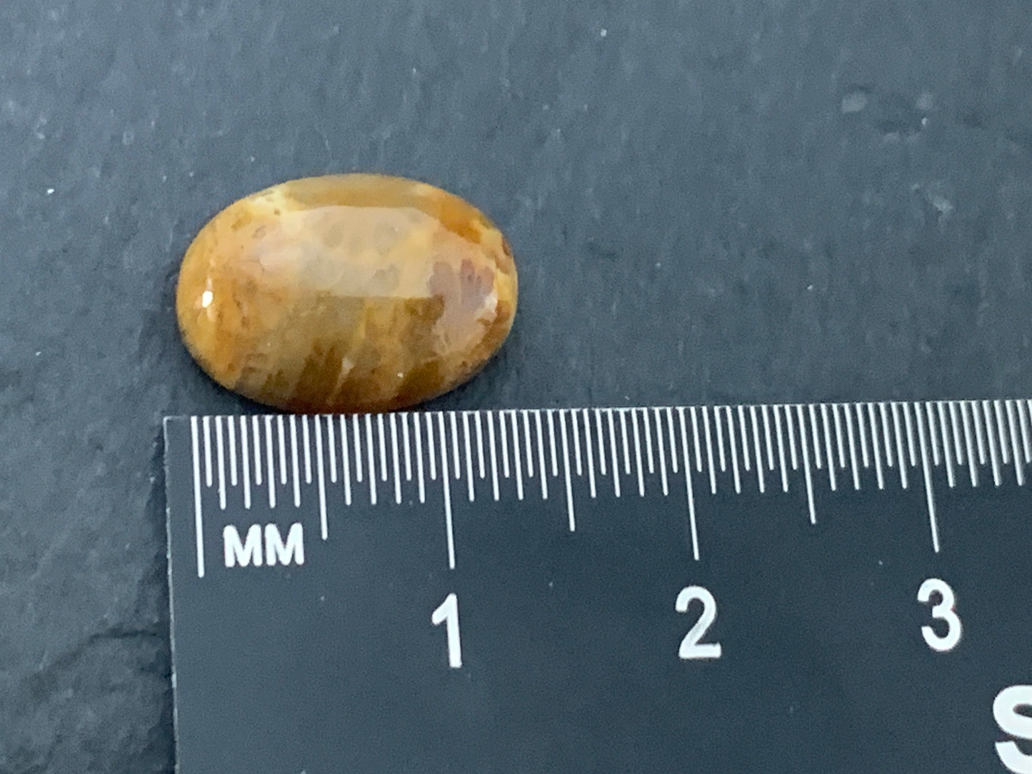 Petrified Coral oval 10x14mm cabochon - Calibrated cabochons