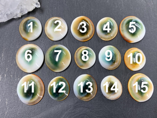 Natural Shiva Eye Shell Cabochons • White Spiral Operculum Shells *