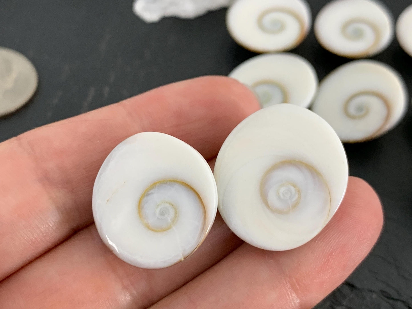 Natural Shiva Eye Shell Cabochons • White Spiral Operculum Shells