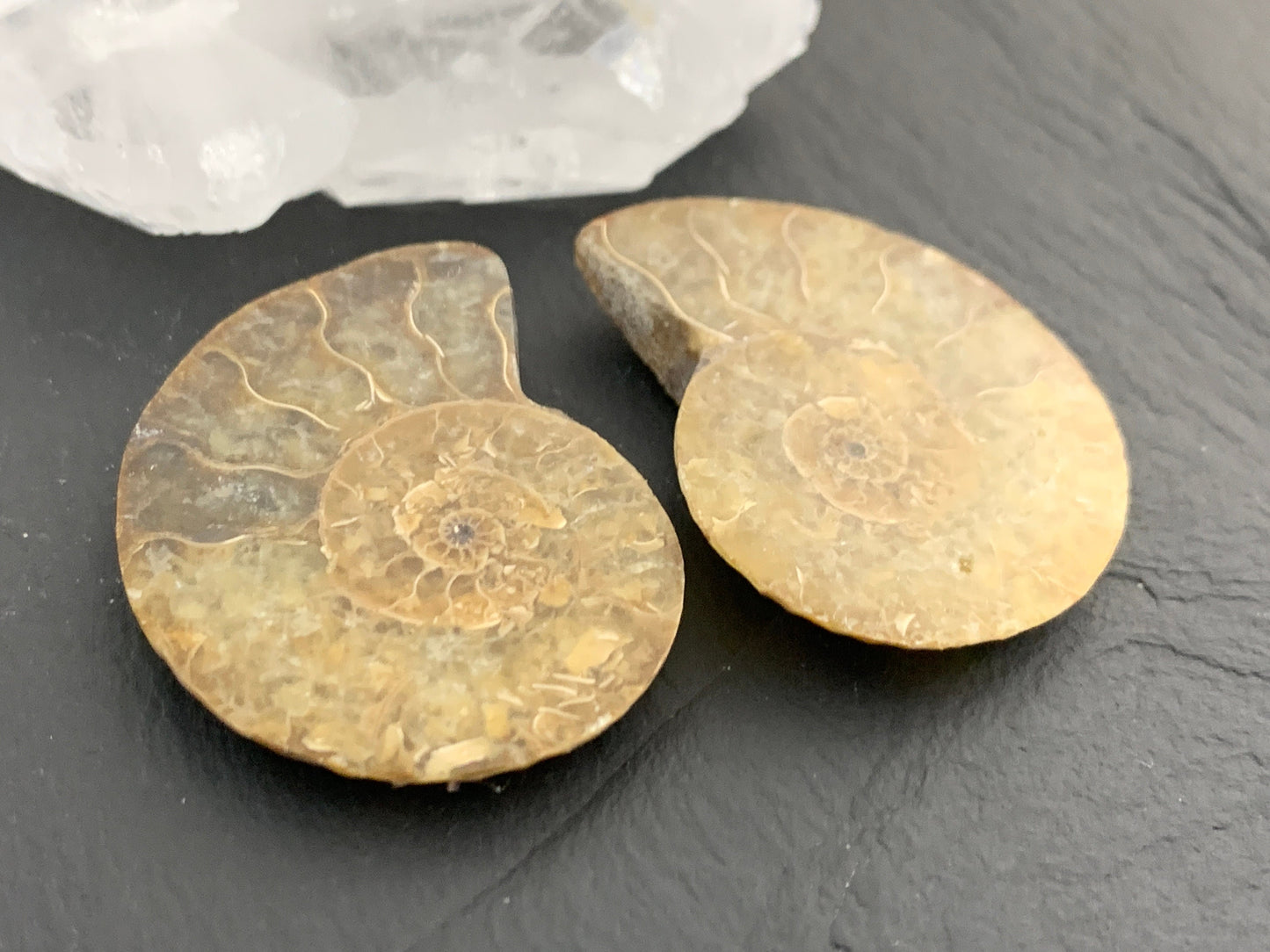 Ammonite from Madagascar 35mm (1.4 inches) long