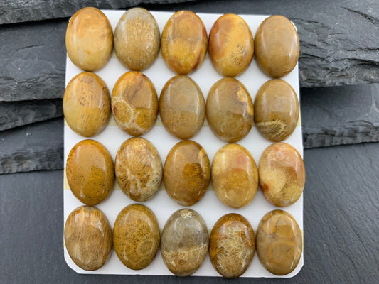 Petrified Coral oval 13x18mm cabochon