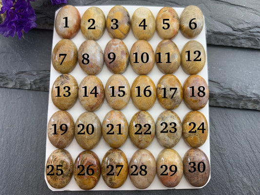 Petrified Coral oval 10x14mm cabochon - Calibrated cabochons