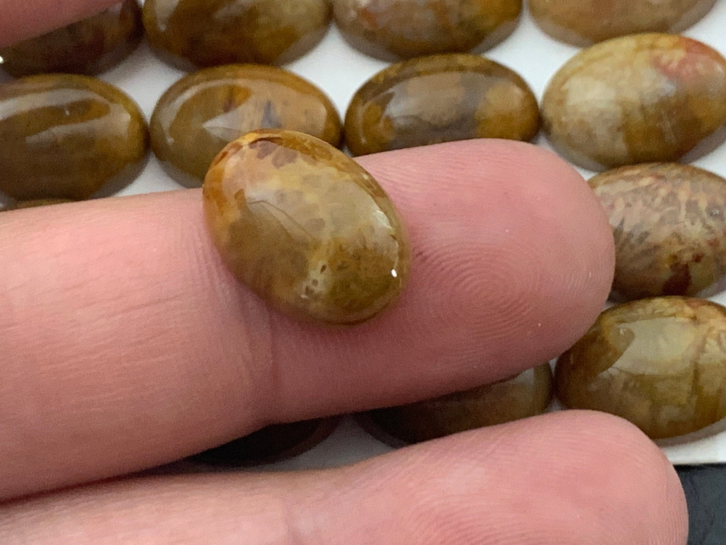 Petrified Coral oval 10x14mm cabochon - Calibrated cabochons