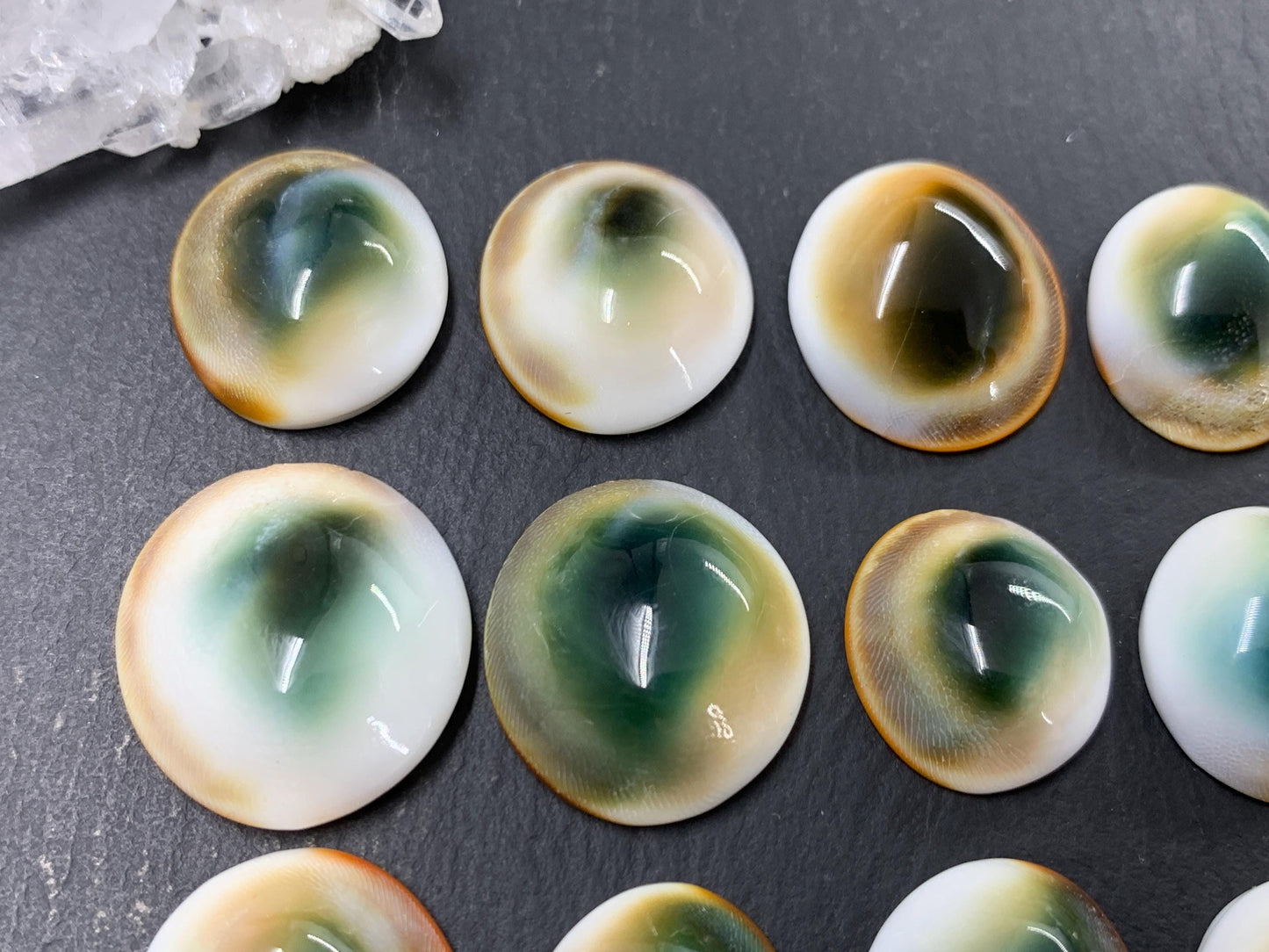 Natural Shiva Eye Shell Cabochons • White Spiral Operculum Shells *