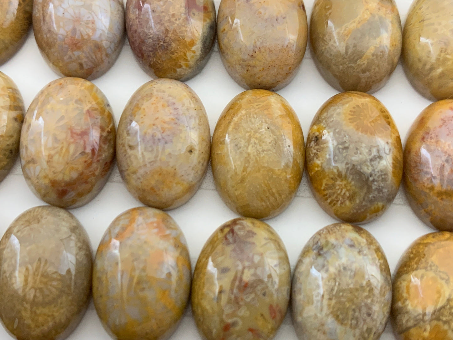 Petrified Coral oval 10x14mm cabochon - Calibrated cabochons