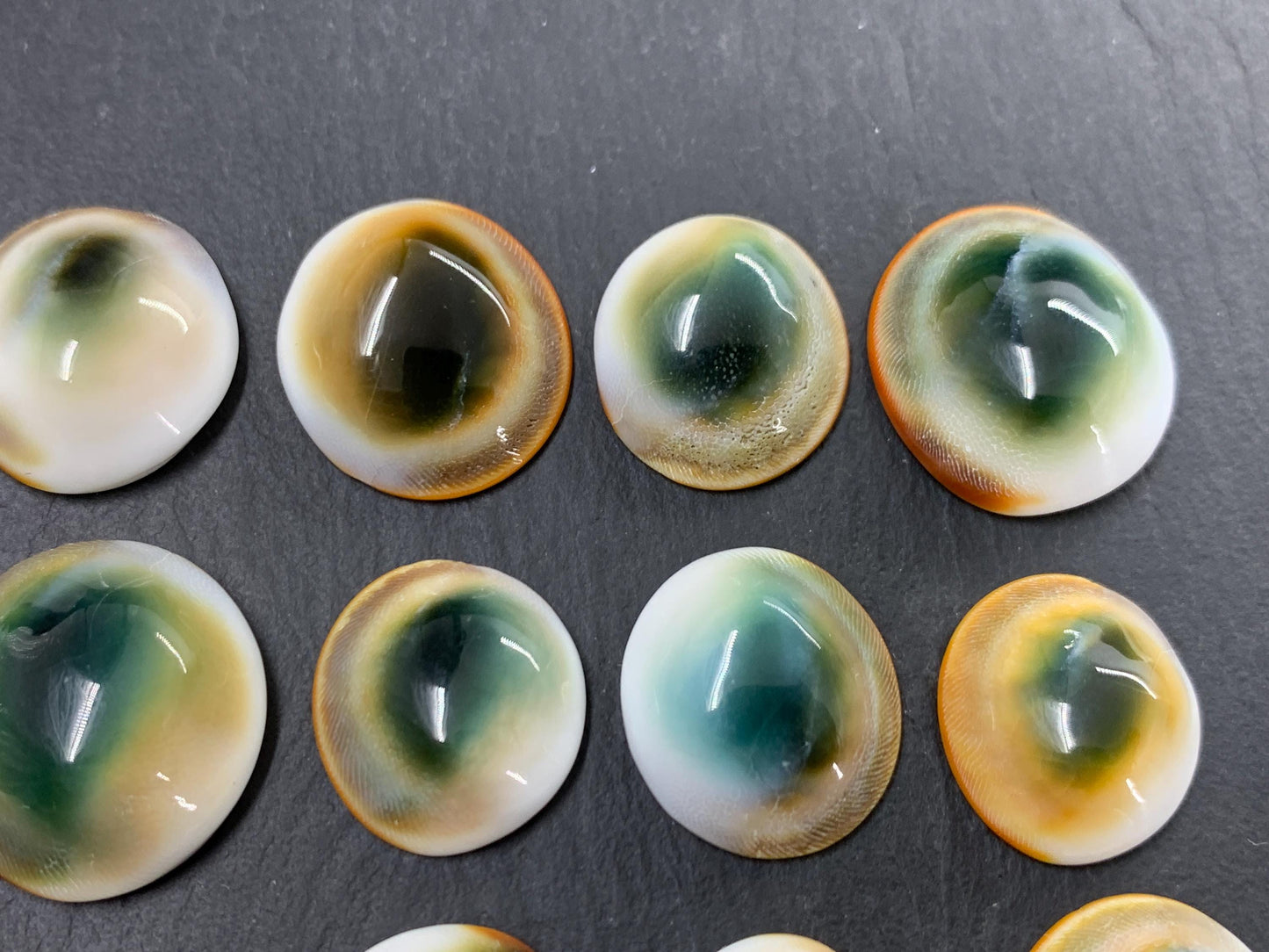 Natural Shiva Eye Shell Cabochons • White Spiral Operculum Shells *