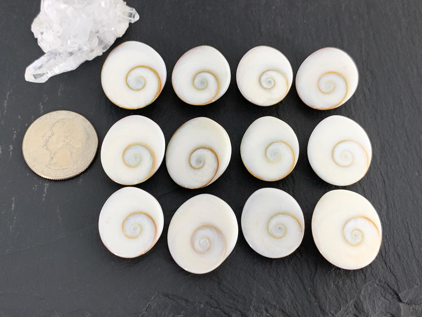 Natural Shiva Eye Shell Cabochons • White Spiral Operculum Shells