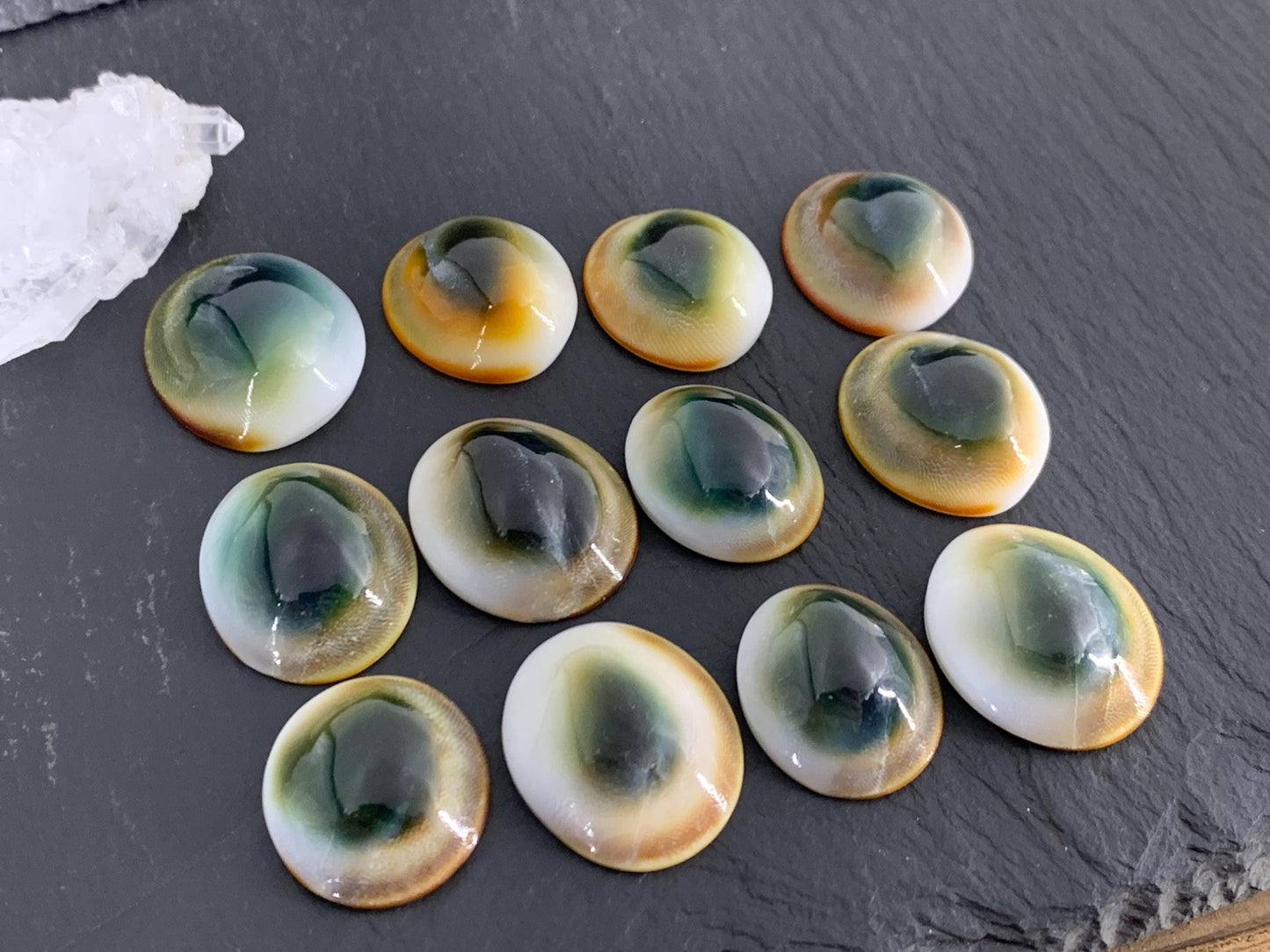 Natural Shiva Eye Shell Cabochons • White Spiral Operculum Shells