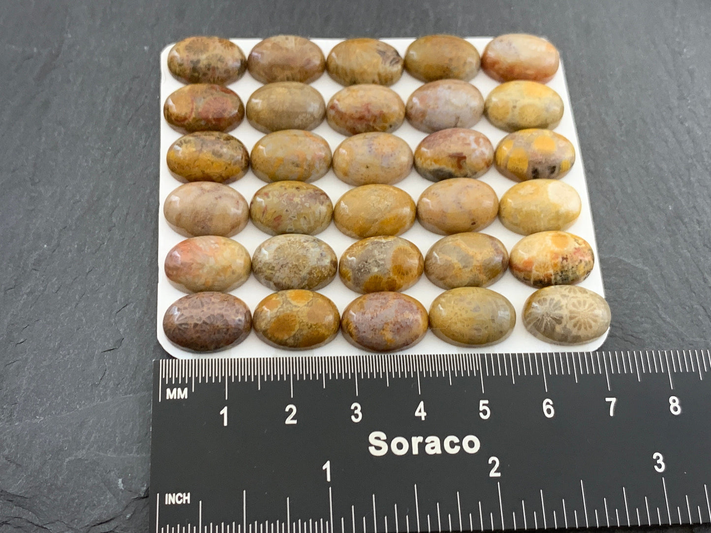 Petrified Coral oval 10x14mm cabochon - Calibrated cabochons
