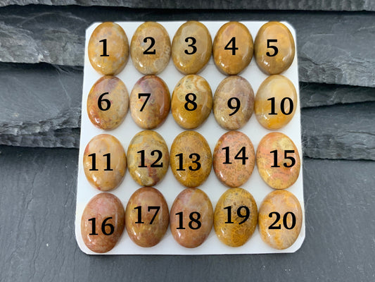 Petrified Coral oval 12x16mm cabochon - Calibrated cabochons