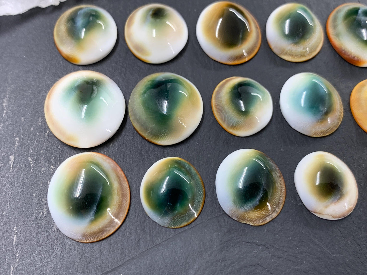 Natural Shiva Eye Shell Cabochons • White Spiral Operculum Shells *