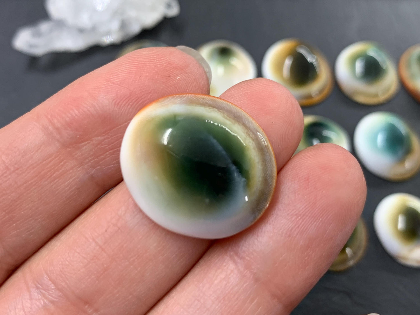 Natural Shiva Eye Shell Cabochons • White Spiral Operculum Shells *
