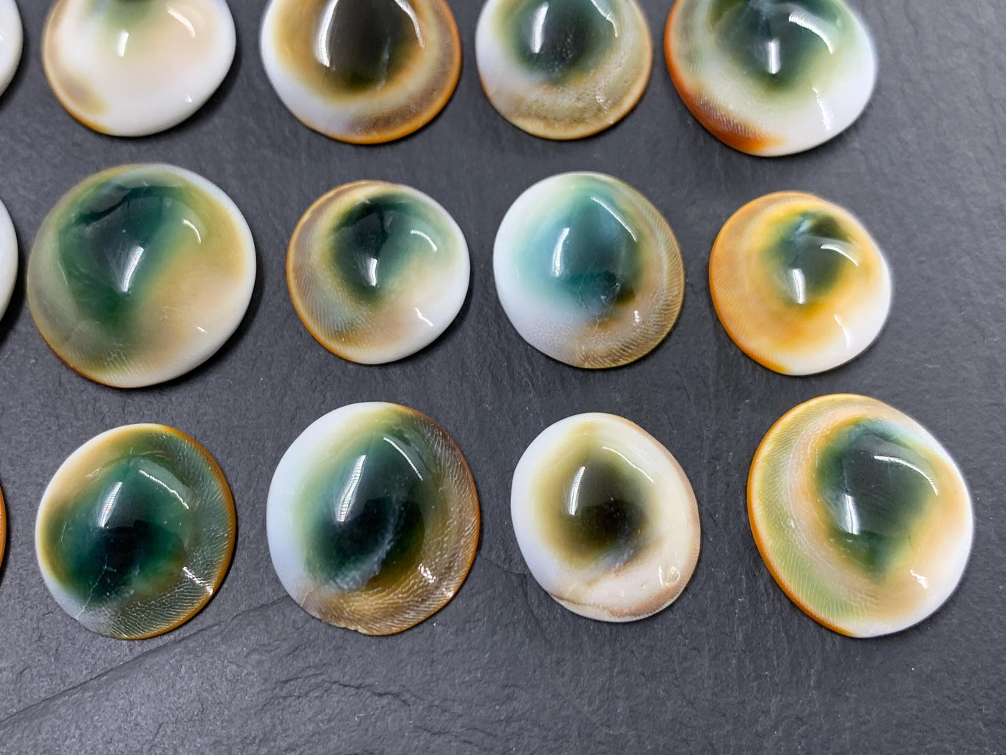 Natural Shiva Eye Shell Cabochons • White Spiral Operculum Shells *