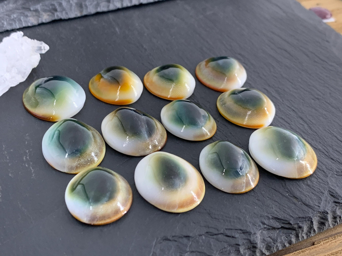 Natural Shiva Eye Shell Cabochons • White Spiral Operculum Shells