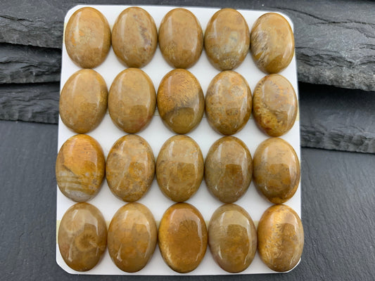 Petrified Coral oval 13x18mm cabochon - Calibrated cabochons