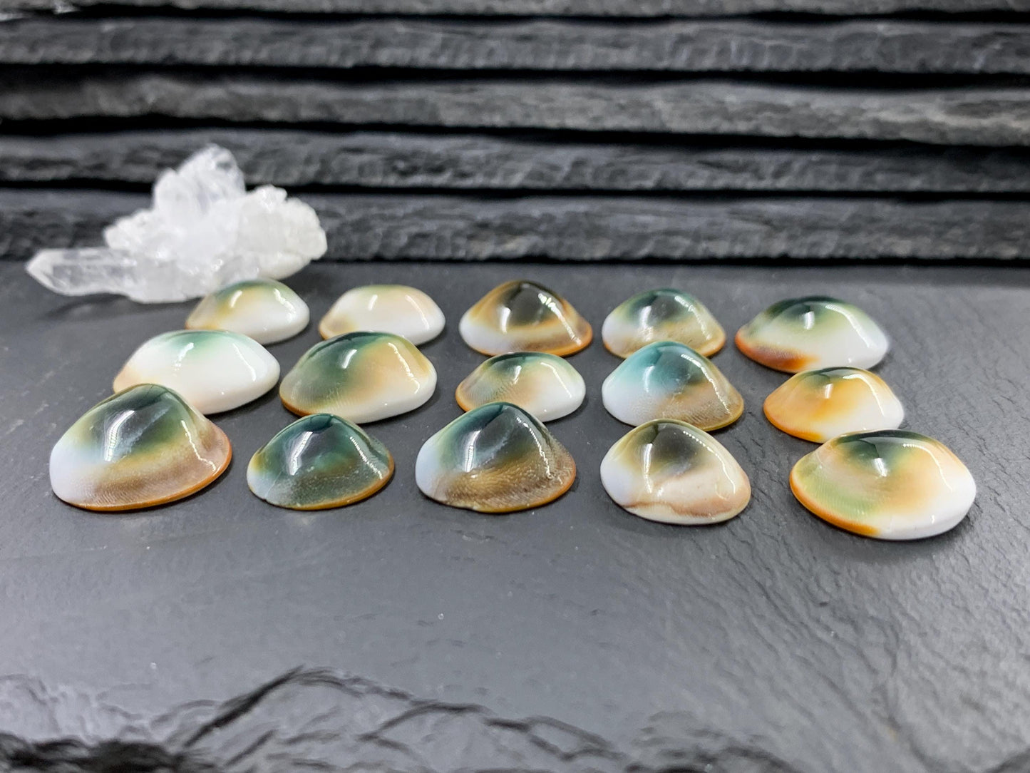 Natural Shiva Eye Shell Cabochons • White Spiral Operculum Shells *