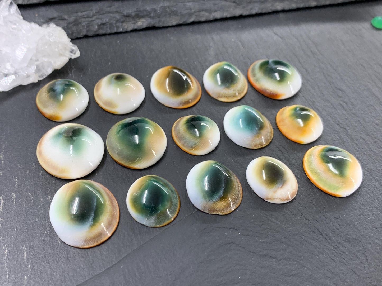 Natural Shiva Eye Shell Cabochons • White Spiral Operculum Shells *