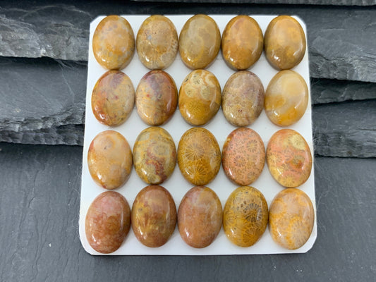 Petrified Coral oval 12x16mm cabochon - Calibrated cabochons