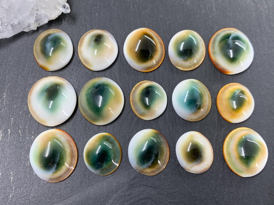 Natural Shiva Eye Shell Cabochons • White Spiral Operculum Shells *