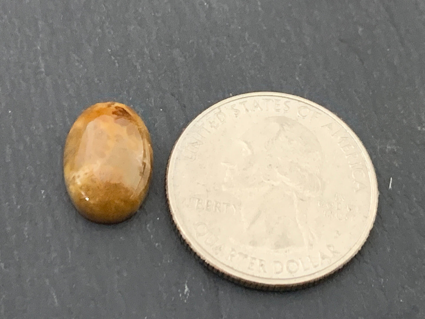 Petrified Coral oval 10x14mm cabochon - Calibrated cabochons