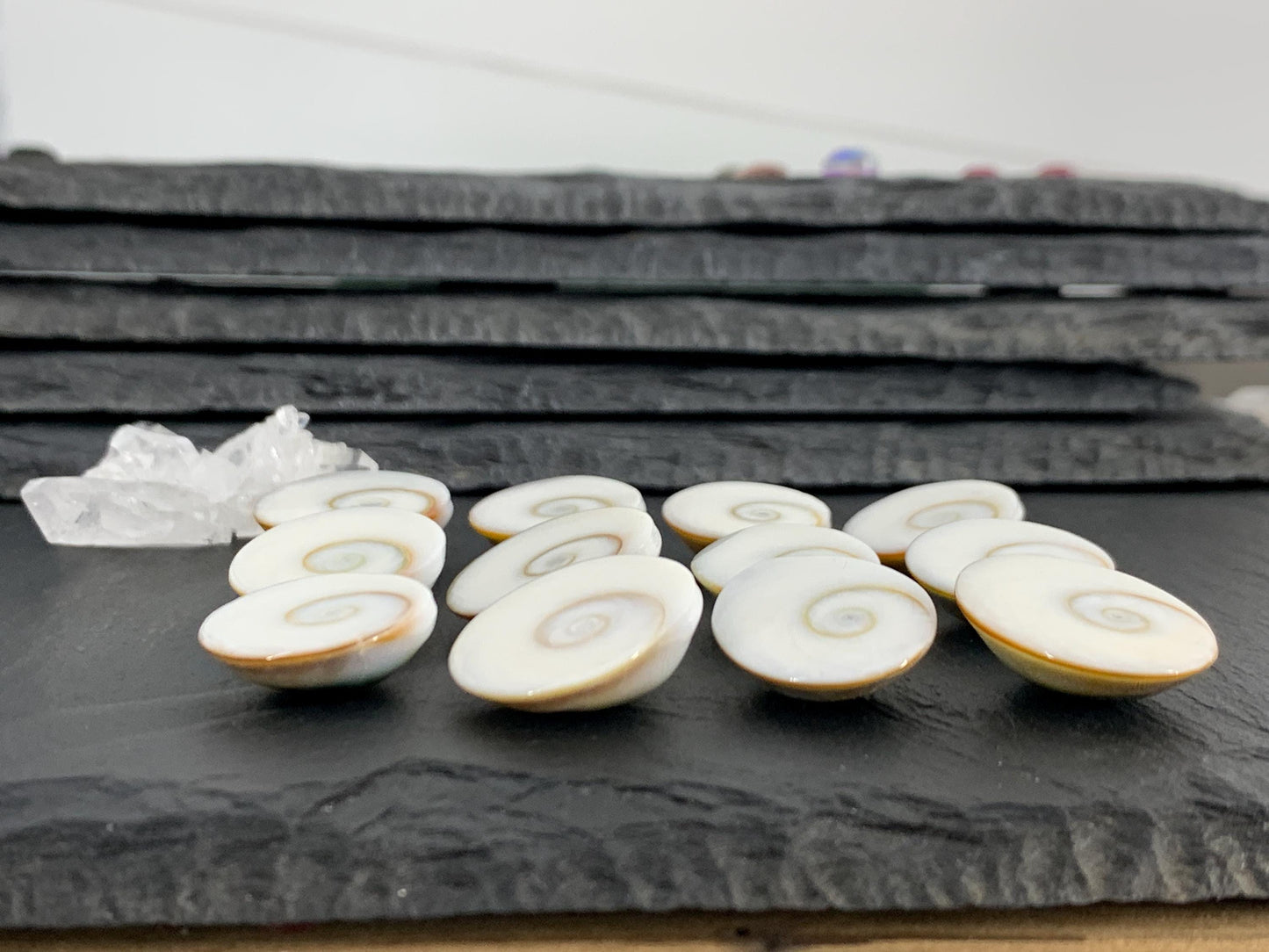 Natural Shiva Eye Shell Cabochons • White Spiral Operculum Shells