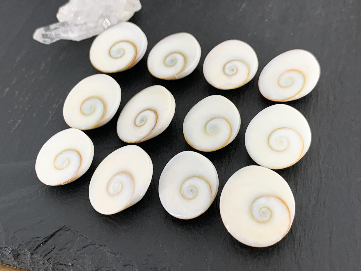 Natural Shiva Eye Shell Cabochons • White Spiral Operculum Shells