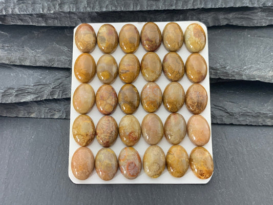 Petrified Coral oval 10x14mm cabochon - Calibrated cabochons