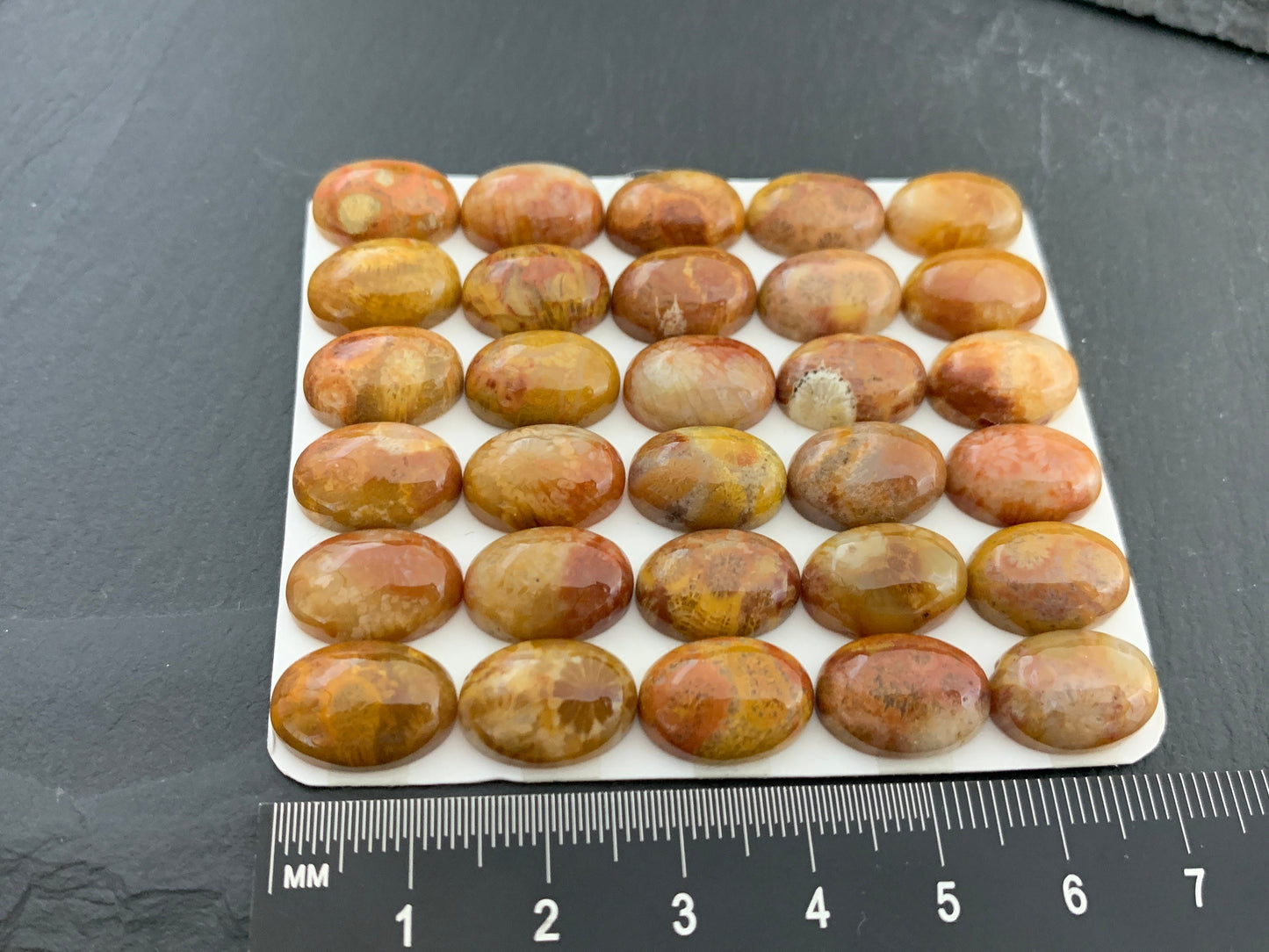 Petrified Coral oval 10x14mm cabochon - Calibrated cabochons